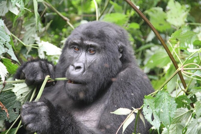 3 Days Private Bwindi Gorillas and Volcanoes Golden Monkey Trek - What this three-day trip is really trying to do