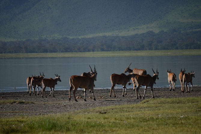 3 Days private safari Tarangire ,Ngorongroro crater &Manyara - Day one: elephants and baobabs in Tarangire