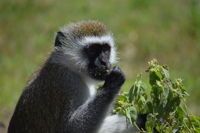 3 Days private safari Tarangire ,Ngorongroro crater &Manyara - Day three: flamingos, hippos, and Lake Manyara