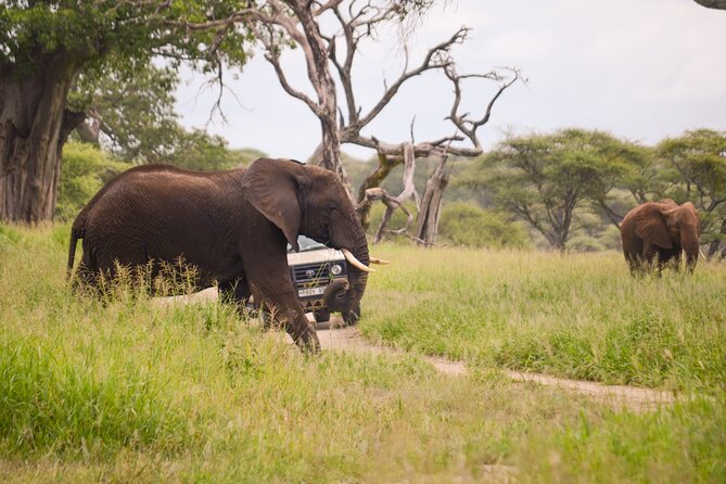 3 Days private safari Tarangire ,Ngorongroro crater &Manyara - Timing, comfort, and practical planning