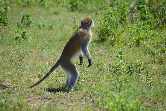 3 Days private safari Tarangire ,Ngorongroro crater &Manyara - Who will get the most from this safari