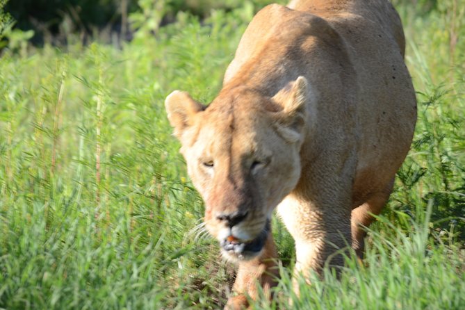 3 Days private safari Tarangire ,Ngorongroro crater &Manyara - Should you book it?