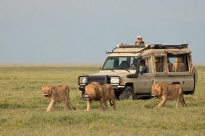3 Days Safari Ngorongoro Crater and Serengeti National Park