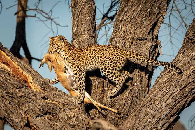 3 Days Safari Serengeti & Ngorongoro Crater - What $750 buys you in three days