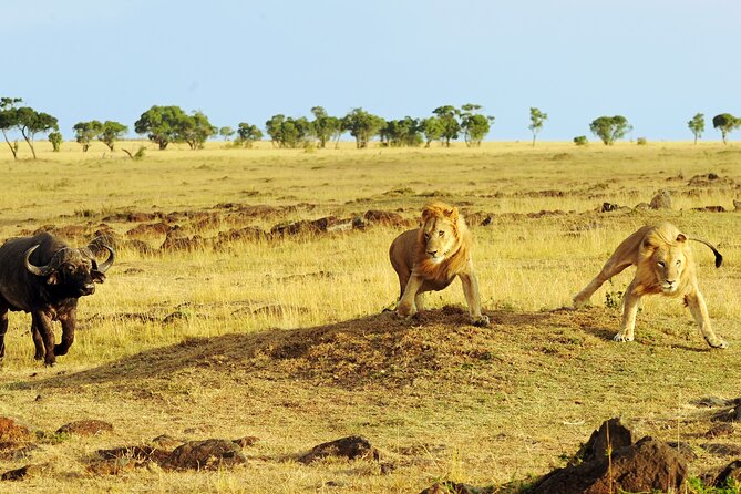 3 Days Safari Serengeti & Ngorongoro Crater - Camping at Simba Campsite