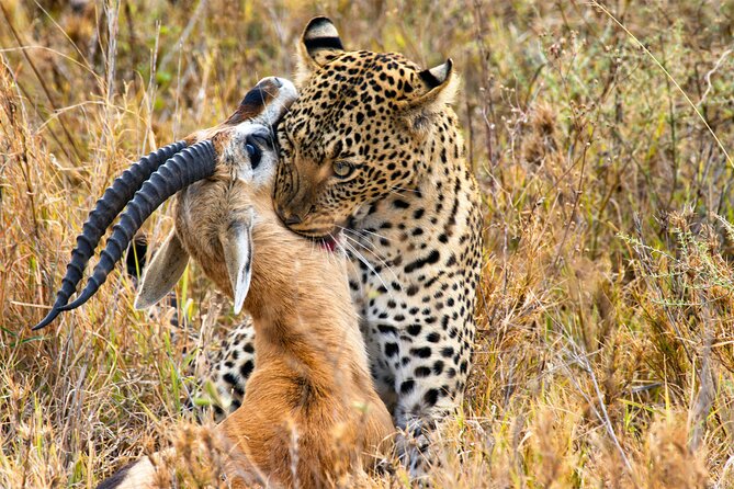 3 Days Safari Serengeti & Ngorongoro Crater - Day 3: Inside Ngorongoro Crater