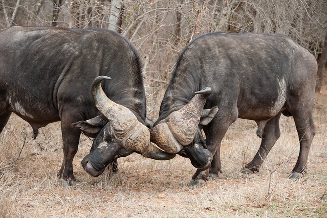 3 Days Safari Serengeti & Ngorongoro Crater - Should you book the Serengeti and Ngorongoro trip?