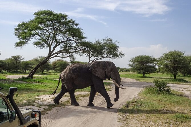 3 Days Safari Serengeti NP and Ngorongoro Crater - Day three: six hours inside Ngorongoro Crater