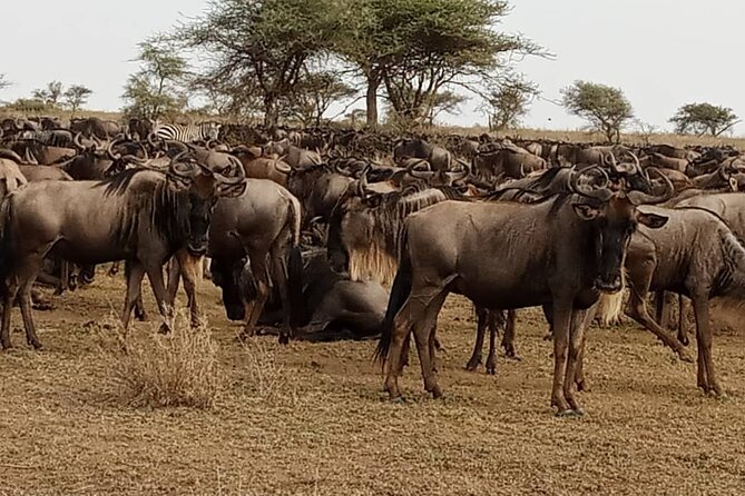3 Days Safari Serengeti NP and Ngorongoro Crater - Camping, meals, and the practical side of the trip