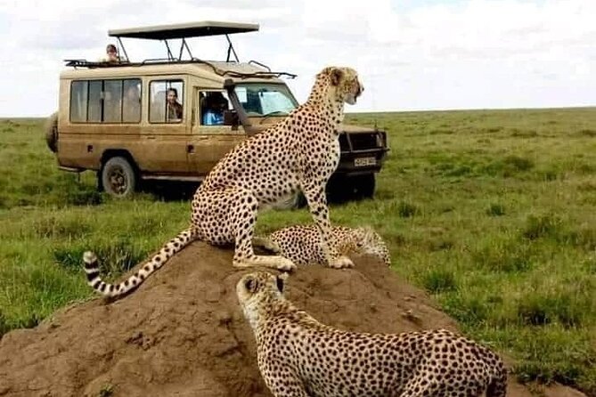 3 Days Safari Serengeti NP and Ngorongoro Crater - Who will get the most from this three-day safari