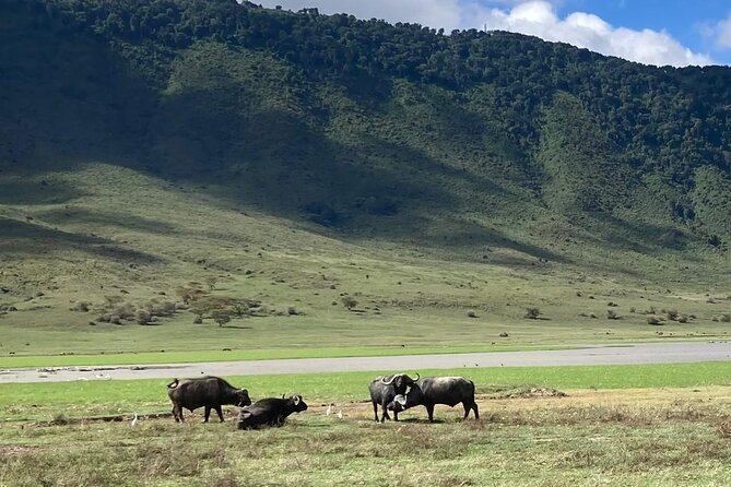 3 Days Safari Serengeti NP and Ngorongoro Crater - Booking details and cancellation terms