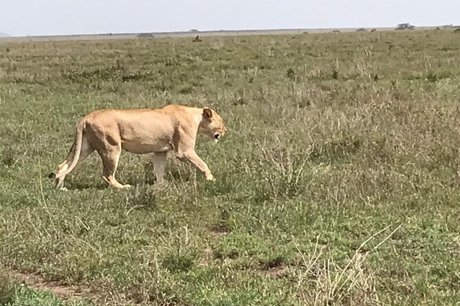 3 Days Safari Serengeti NP and Ngorongoro Crater - Day two: sunrise in Serengeti, then toward Ngorongoro