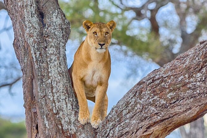3 Days Safari to Serengeti National Park & Ngorongoro Crater in Tanzania - What $1,200 buys you in Tanzania