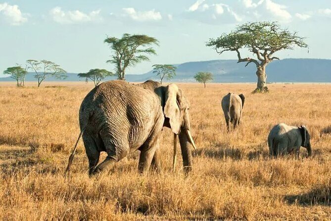 3 Days Safari to Serengeti National Park & Ngorongoro Crater in Tanzania - Camping, meals, and the daily rhythm