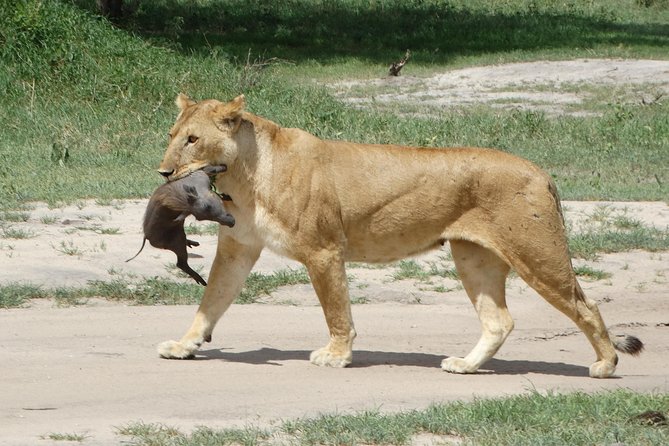 3 Days Safari to Tarangire NP, Ngorongoro Crater and Lake Manyara NP - Five details that shape the safari