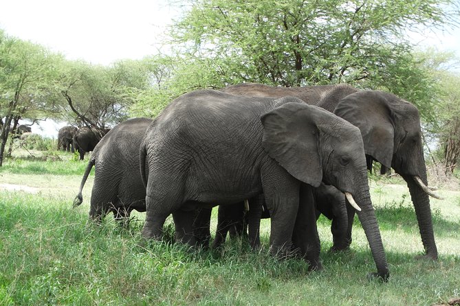 3 Days Safari to Tarangire NP, Ngorongoro Crater and Lake Manyara NP - What the $1,350 price covers