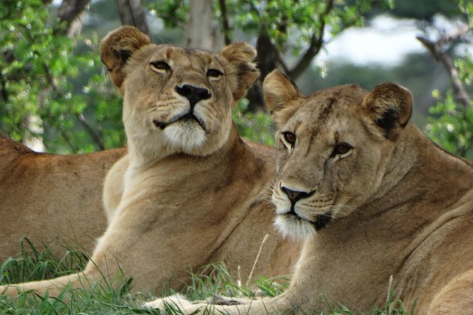 3 Days Safari to Tarangire NP, Ngorongoro Crater and Lake Manyara NP - Booking details and cancellation terms