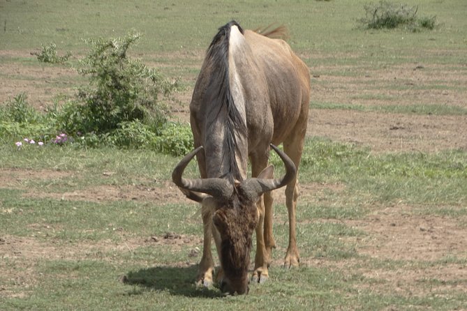 3 Days Safari to Tarangire NP, Ngorongoro Crater and Lake Manyara NP - Day one: Tarangire’s elephant country