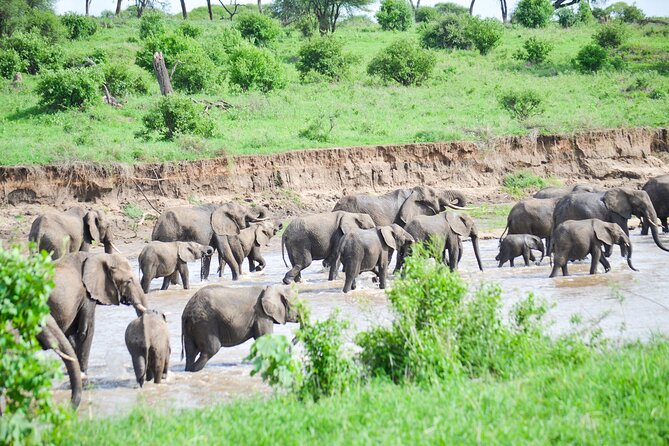 3 Days Serengeti & Ngorongoro Crater group safari - Day two: an early Serengeti start and the move toward Ngorongoro