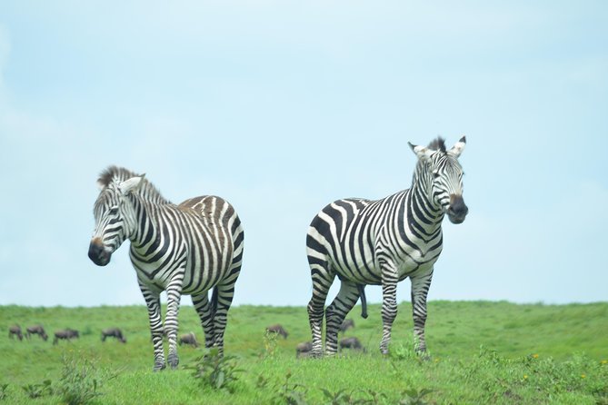 3 Days Serengeti & Ngorongoro Crater group safari - What the guides add to the experience
