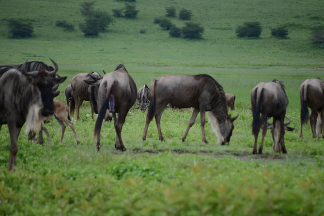 3 Days Serengeti & Ngorongoro Crater group safari - Serengeti game viewing and the value of a pop-up roof