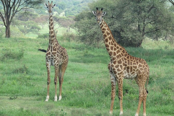 3 Days Tanzania group join safari - Serengeti & Ngorongoro crater - Day three: inside Ngorongoro Crater