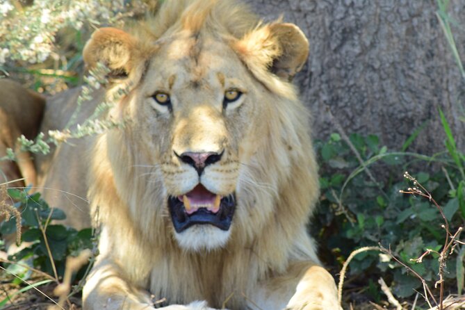 3 Days Tanzania group join safari - Serengeti & Ngorongoro crater - Day one: Arusha to Serengeti National Park