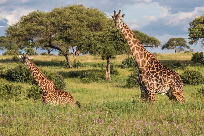 3 Days Tanzania Safari: Tarangire, Manyara and Ngorongoro Crater - Day three inside Ngorongoro Crater