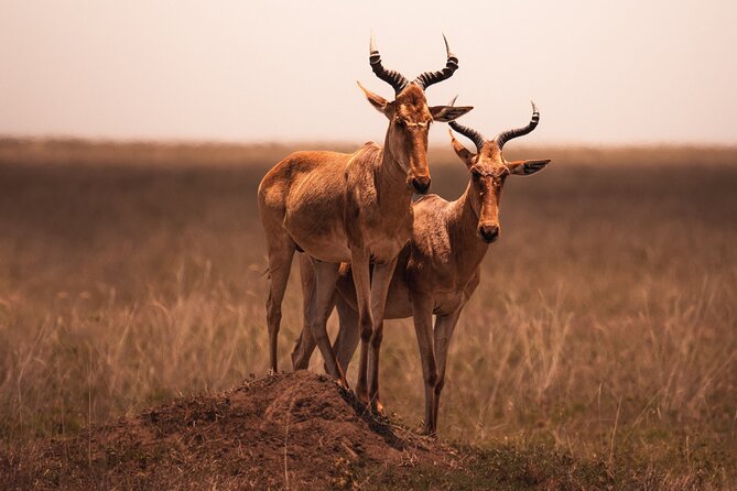 3 days to Serengeti NP and Ngorongoro Crater Tour in Tanzania - Day two: a half-day game drive before Ngorongoro