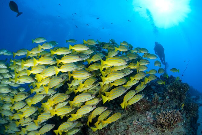 3-Tank Dive Featuring the Molokini Crater - Marine Life, From Moray Eels To Larger Encounters