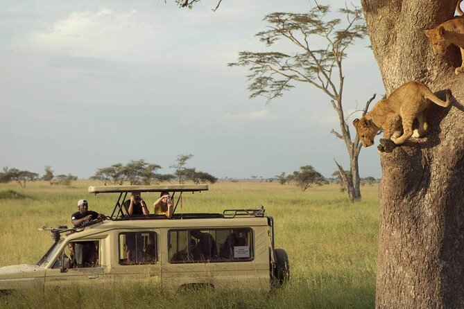 4 Day Great Migration Safari Serengeti & Ngorongoro Crater - Day one: the long road to the Serengeti