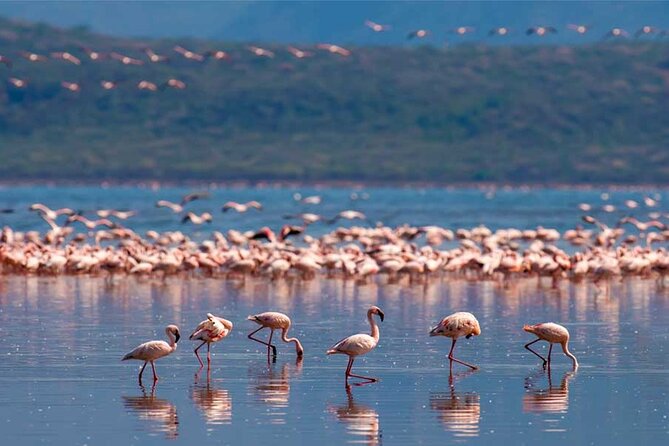 4 Day Great Migration Safari Serengeti & Ngorongoro Crater - Day three: a final Serengeti drive before Ngorongoro