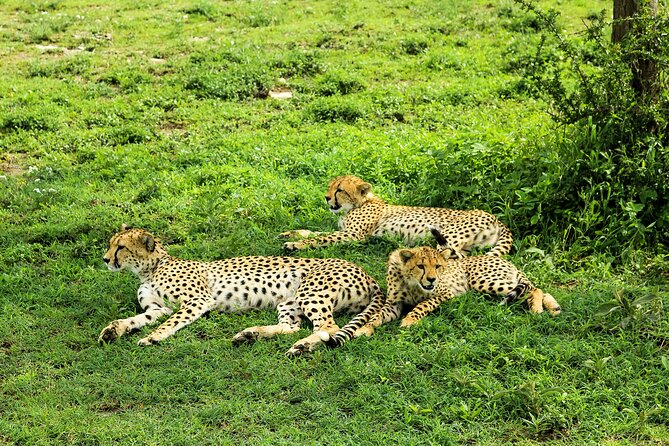 4-Day Group Safari to Tarangire, Serengeti & Ngorongoro Crater - Camping, food, and the daily rhythm