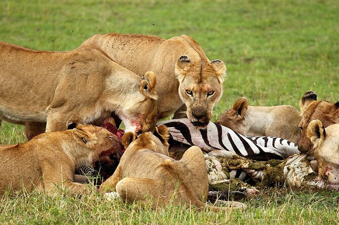 4 Day Ngorongoro Crater Tarangire and Serengeti National Park - Day three: sunrise in the heart of Serengeti