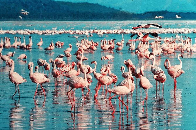 4-Day Safari to Tarangire ,Serengeti and Ngorongoro crater from Arusha - Who should book this safari?