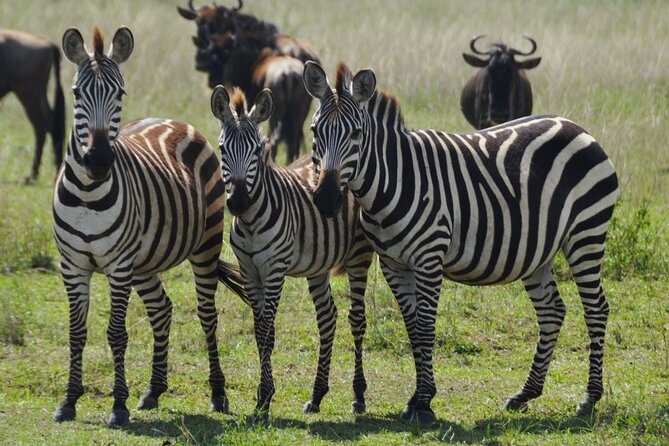 4 Day Serengeti and Ngorongoro crater - The safari in six useful points