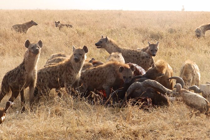 4 Day Serengeti and Ngorongoro crater - Day 3: Morning sightings and the move toward Ngorongoro