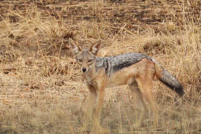 4 Day Serengeti and Ngorongoro crater - Day 4: Down into the Ngorongoro Crater