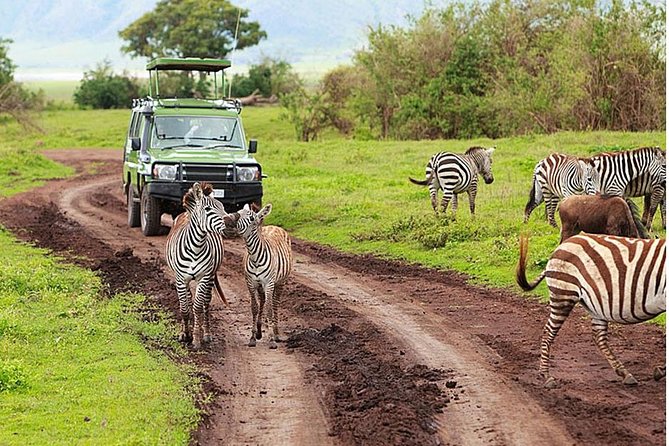 4-Day Tanzania Camping Safari to Lake Manyara, Serengeti, and Ngorongoro Crater - Day 4: Down into Ngorongoro Crater, then back to Arusha