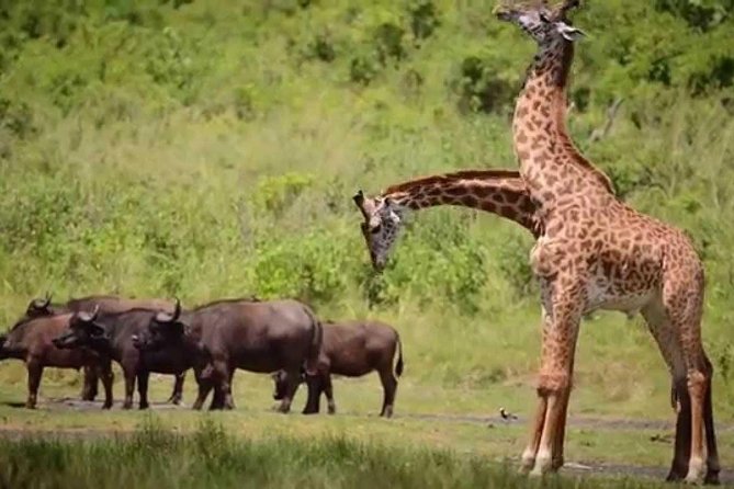 4-Day Tanzania Camping Safari to Lake Manyara, Serengeti, and Ngorongoro Crater - What the four-day pace really feels like