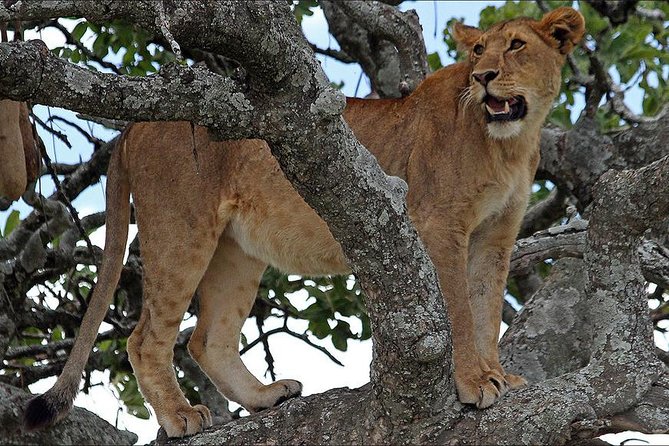 4-Day Tanzania Camping Safari to Lake Manyara, Serengeti, and Ngorongoro Crater - Day 2: The long road to Serengeti National Park