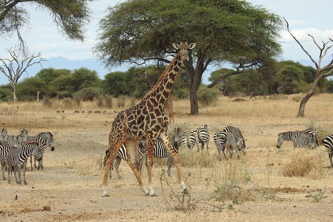 4-Day Tarangire, Serengeti, Ngorongoro Crater - Day 3: A final Serengeti drive before Ngorongoro