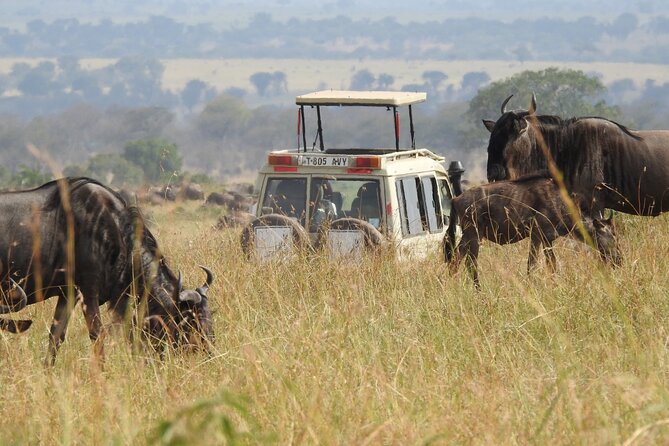 4-Day Tarangire, Serengeti, Ngorongoro Crater - Day 2: Crossing the plains into Serengeti