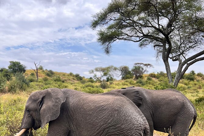 4 Day Tour in Tarangire and Serengeti and Ngorongoro Crater - Why this four-day route works