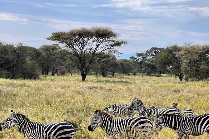 4 Day Tour in Tarangire and Serengeti and Ngorongoro Crater - Day 2: Crossing into the huge Serengeti plains