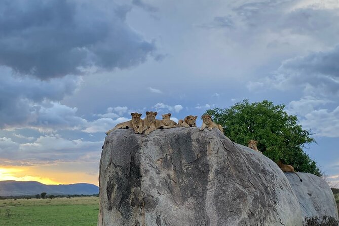4 Day Tour in Tarangire and Serengeti and Ngorongoro Crater - Day 4: Ngorongoro Crater and the Big Five