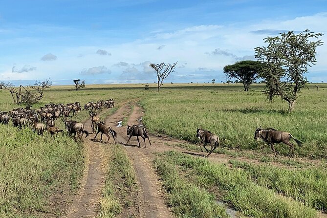 4 Day Tour in Tarangire and Serengeti and Ngorongoro Crater - The vehicle, guide, meals, and group size