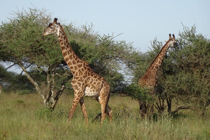 4 Day Tour in Tarangire and Serengeti and Ngorongoro Crater - Who should choose this safari?