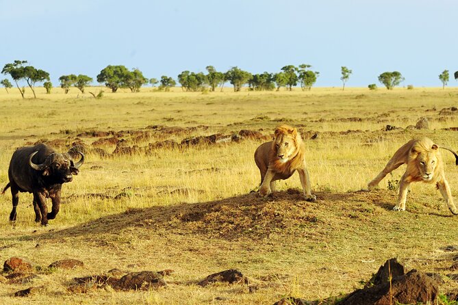 4 days 3 nights Safari- Tarangire, Serengeti and Ngorongoro Crater - Ngorongoro Crater concentrates wildlife into one final drive