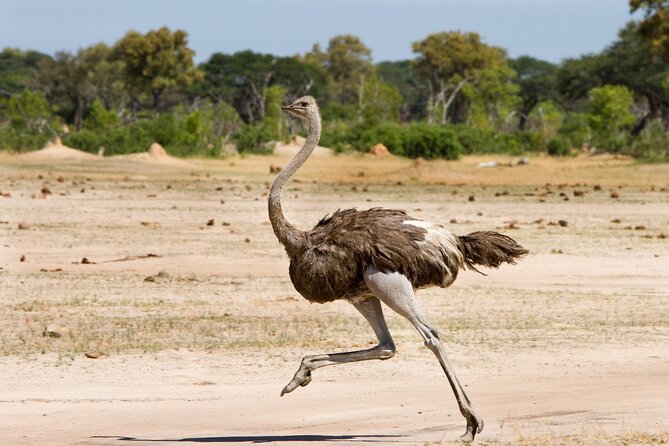 4 days 3 nights Safari- Tarangire, Serengeti and Ngorongoro Crater - Meals, camps, and comfort expectations